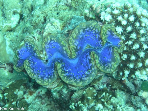 Tridacna, Riesenmuschel