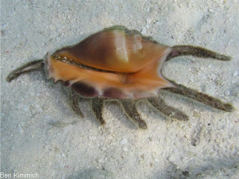 Lambis, Flgelschnecke