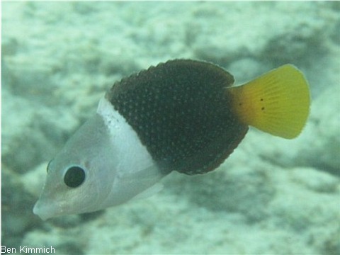 Hemigymnus melapterus, Lippfisch