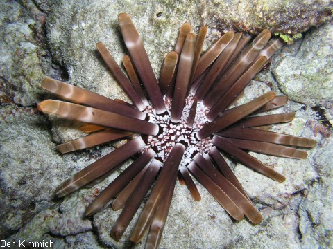 Heterocentrotus mamillatus, Griffel Seeigel