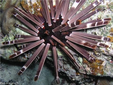 Seeigel