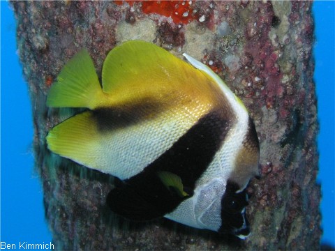 Heniochus monoceros, Masken-Wimpelfisch