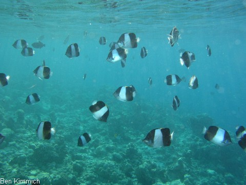 Hemitaurichthys zoster, Schwarzer Pyramiden-Falterfisch