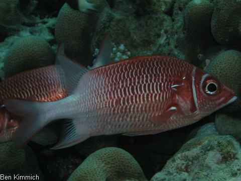 Sargocentron caudimaculatum, Silberfleck Husar