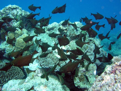 Pempheris mangula, Schwarzrand-Beilbauchfisch