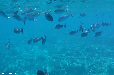 Naso hexacanthus, Blauklingen-Nasendoktorfisch