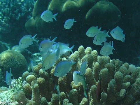 Chromis viridis, gr nes Schwalbenschw nzchen