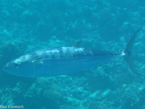 Thunnus, Thunfisch