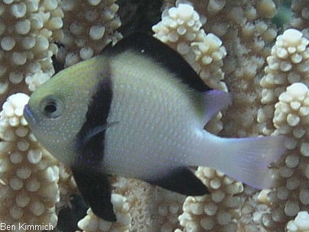 Dascyllus reticulatus, Netz-Preussenfisch
