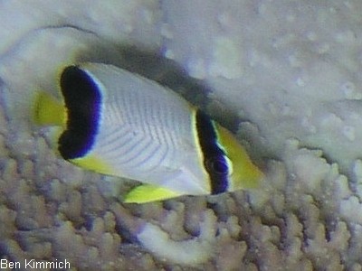 Chaetodon trifascialis, Sparren-Falterfisch