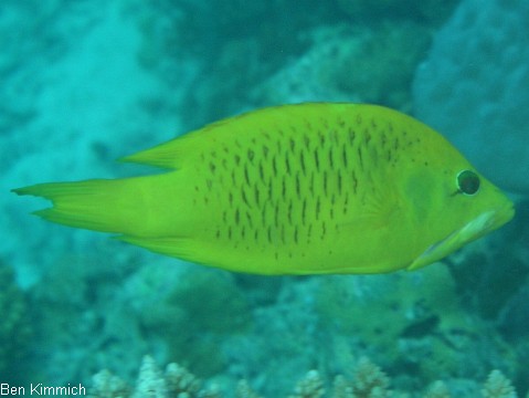 Epibulus insidiator, St lpmaul Lippfisch