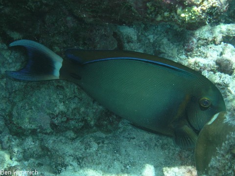 Acanthurus grammoptilus, Nadelstreifen-Doktorfisch