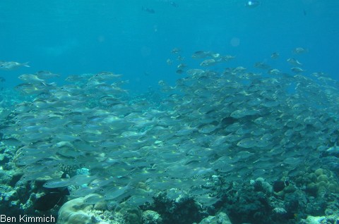 Gnathodentex aurolineatus, Leuchtfleck-Groaugen-Straenkehrer