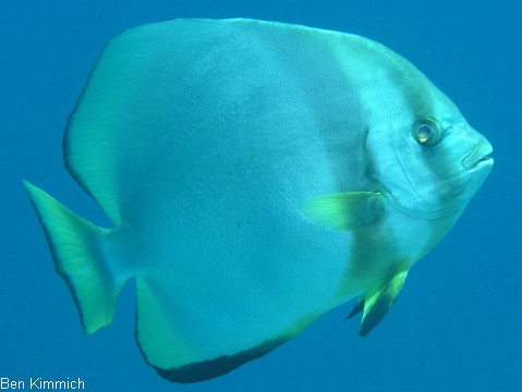 Platax, Fledermausfisch