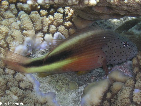 Paracirrhites forsteri, Forsters Korallenwchter