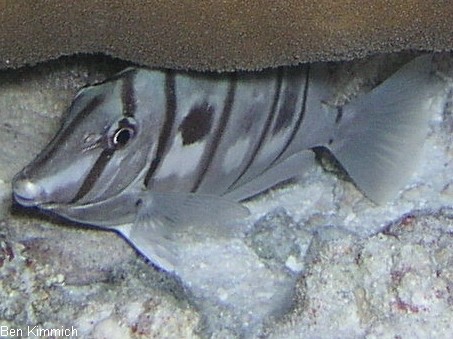 Acanthurus triostegus, Gitter Doktorfisch