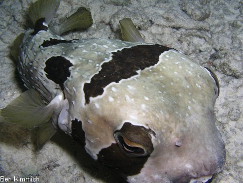 Diodon liturosus, Masken-Igelfisch