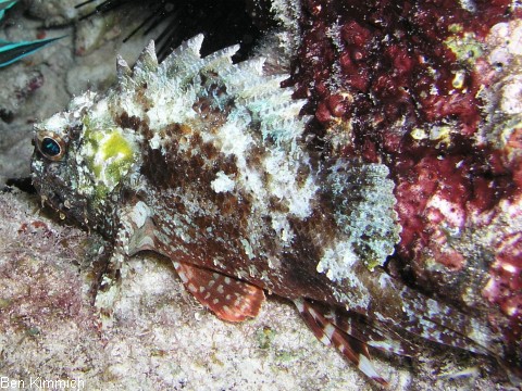 Scorpaenopsis sp., Drachenkopf