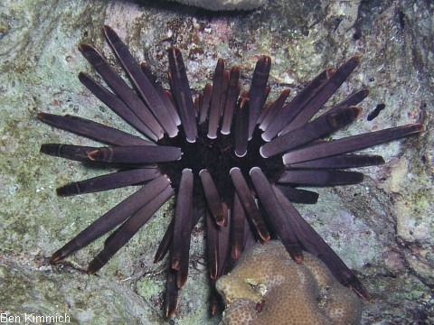 Heterocentrotus mamillatus, Griffel Seeigel