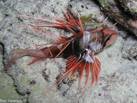 Pterois radiata, Strahlen-Rotfeuerfisch