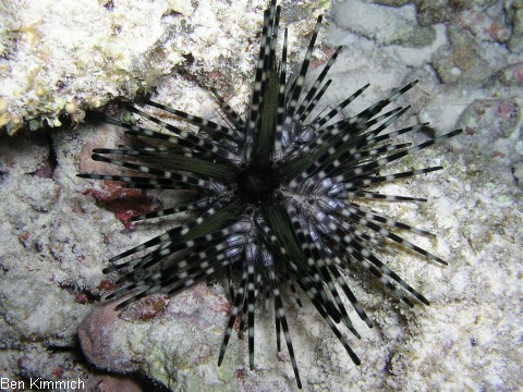 Echinothrix calamaris, Bleistift Diademseeigel