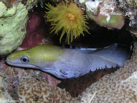 Gymnothorax rueppelliae, Rppels Murne