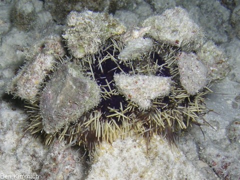 Tripneustes gratilla, Pfaffenhut-Seeigel