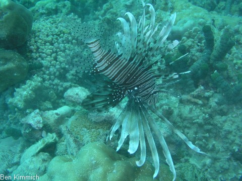 Pterois volitans, Rotfeuerfisch