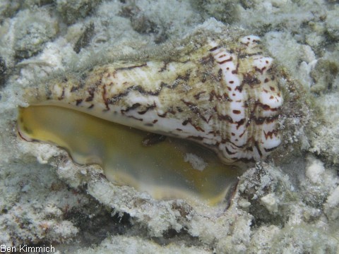 , Schnecke