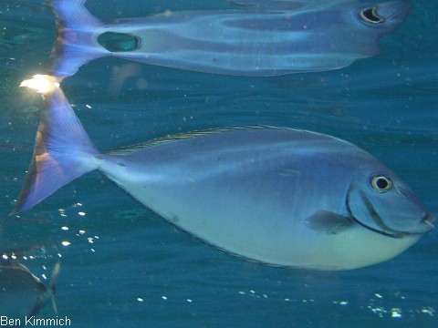 Naso hexacanthus, Blauklingen-Nasendoktorfisch