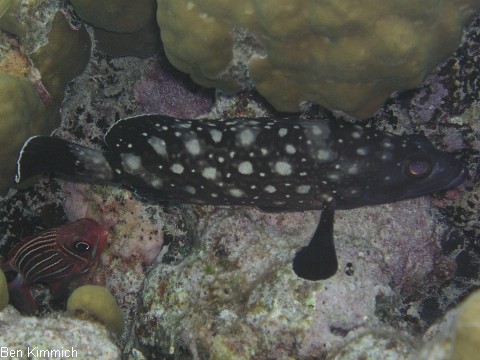 Epinephelus ongus, Schneeflocken-Zackenbarsch