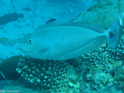 Naso annulatus, Riesen-Nasendoktor