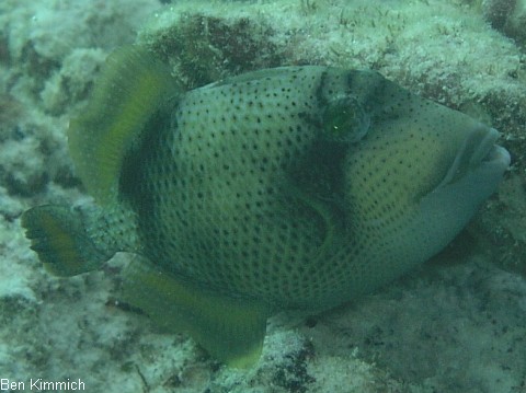 Pseudobalistes flavimarginatus, Drckerfisch