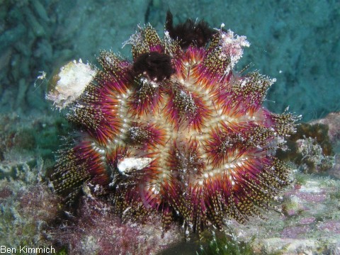 Salmacis bicolor, Zweifarben-Seeigel