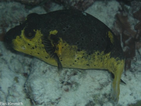 Arothron nigropunctatus, Schwarzflecken Kugelfisch