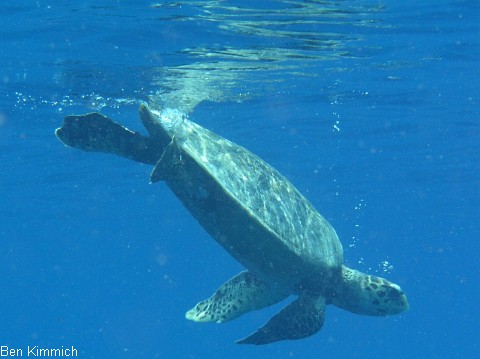 , Schildkrte