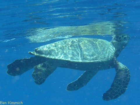 , Schildkrte