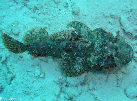 Scorpaenopsis sp., Drachenkopf