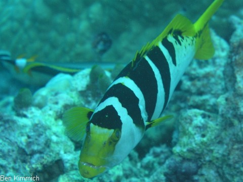 Plectropomus laevis, Sattel-Forellenbarsch