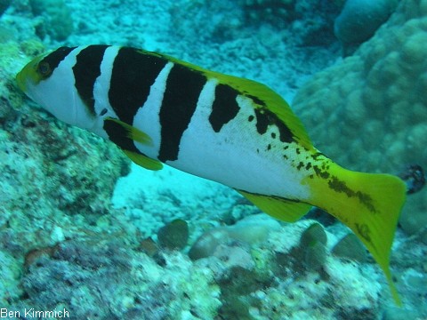 Plectropomus laevis, Sattel-Forellenbarsch