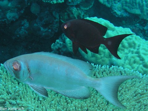 Priacanthus hamrur, Gro�augenbarsch