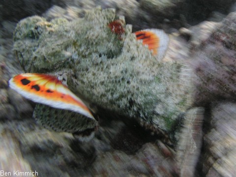 Scorpaenopsis sp., Drachenkopf