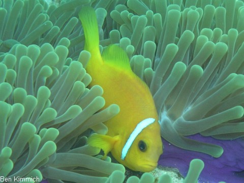 Amphiprion nigripes, Malediven - Anemonenfisch