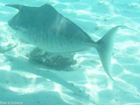 Naso brachycentron, Buckel-Nasendoktor