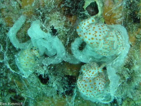, Schnecke