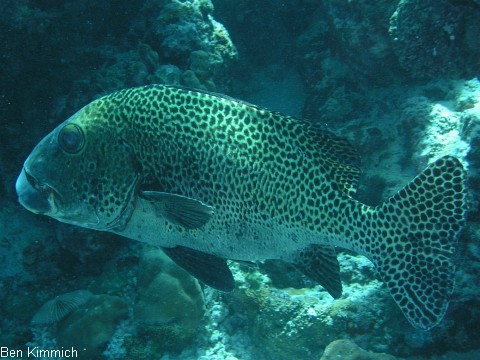 Plectorhinchus chaetodonoides, Harlekin-Slippe