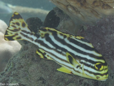 Plectorhinchus vittatus, Orient Ssslippe