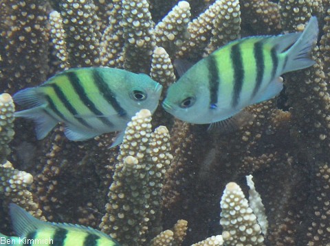 Abudefduf saxatilis, Gestreifter-Sergant