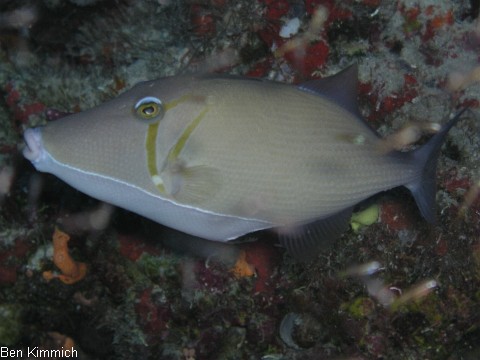 Sufflamen bursa, Drckerfisch