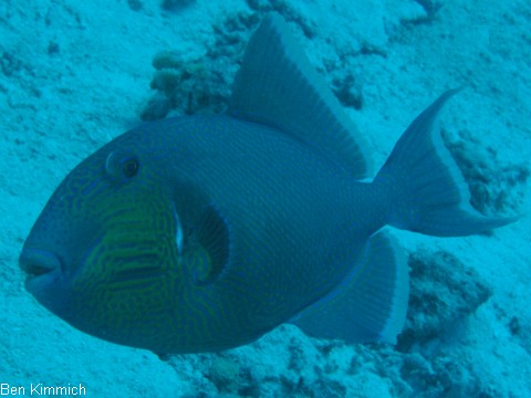 Pseudobalistes fuscus, Blaustreifen Drckerfisch